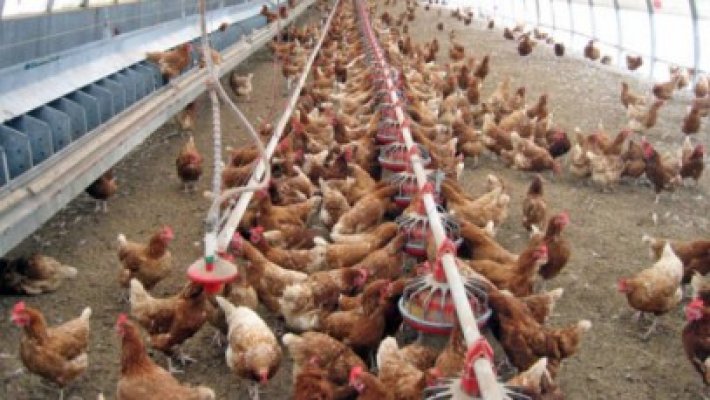 Avicola Călăraşi a oprit producţia
